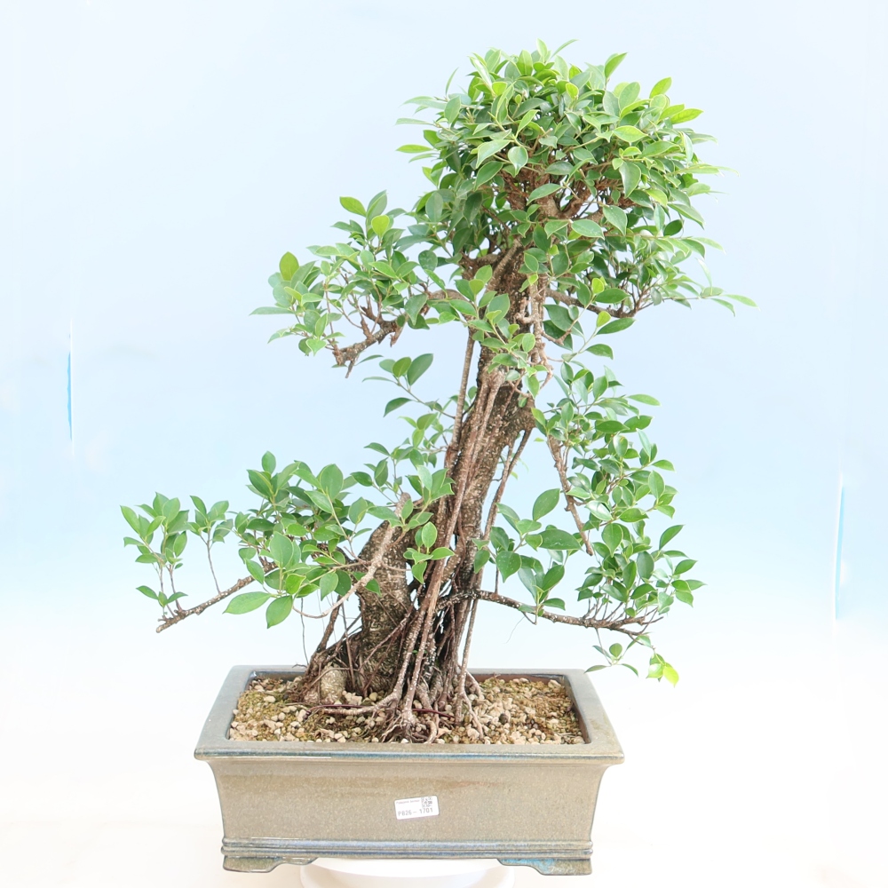 Room bonsai - Ficus kimmen - small-leaved ficus