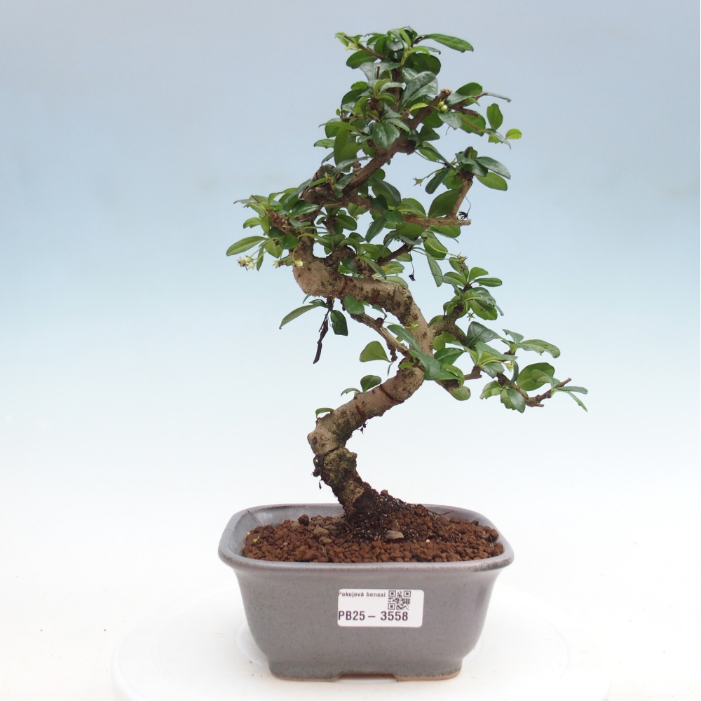 Room bonsai - Carmona macrophylla - Tea fuki