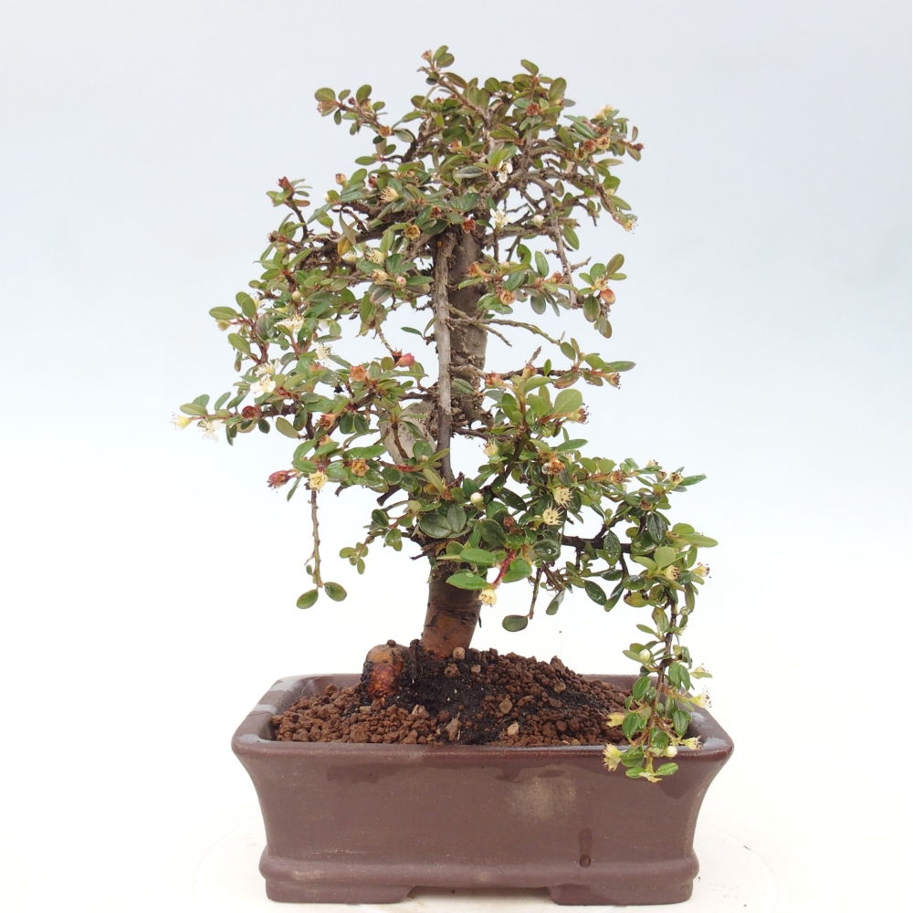Outdoor bonsai-Cotoneaster dammeri - Damer's Rock