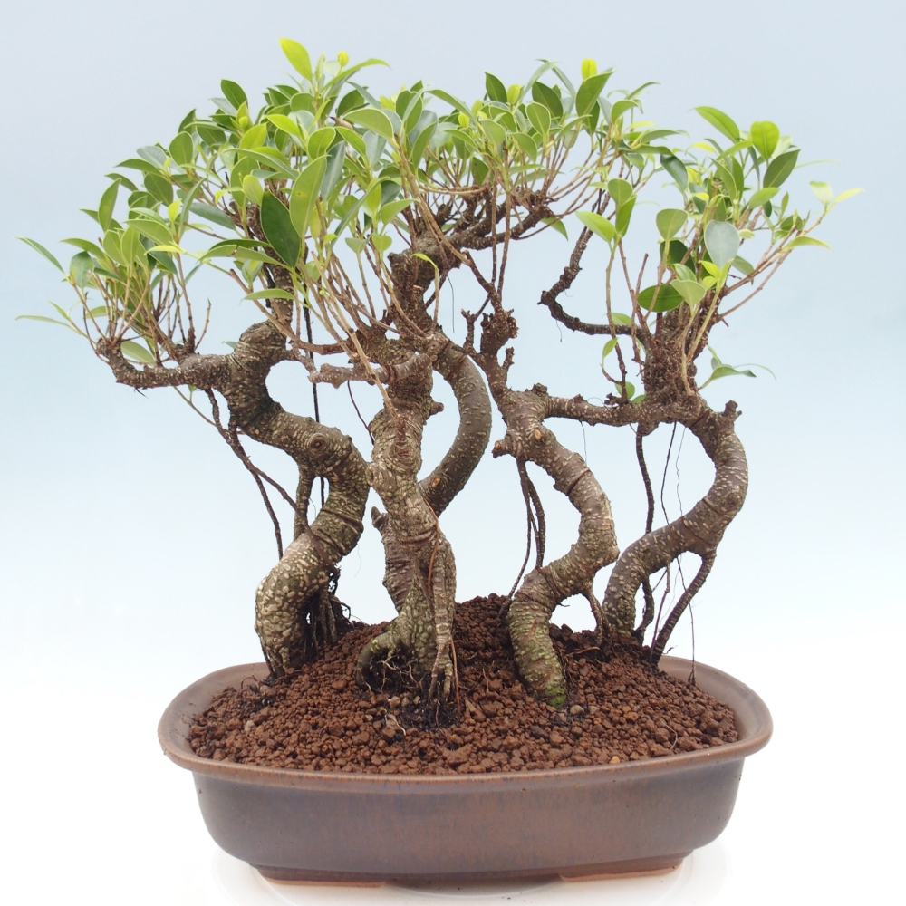 Room bonsai - Ficus kimmen - small-leaved ficus