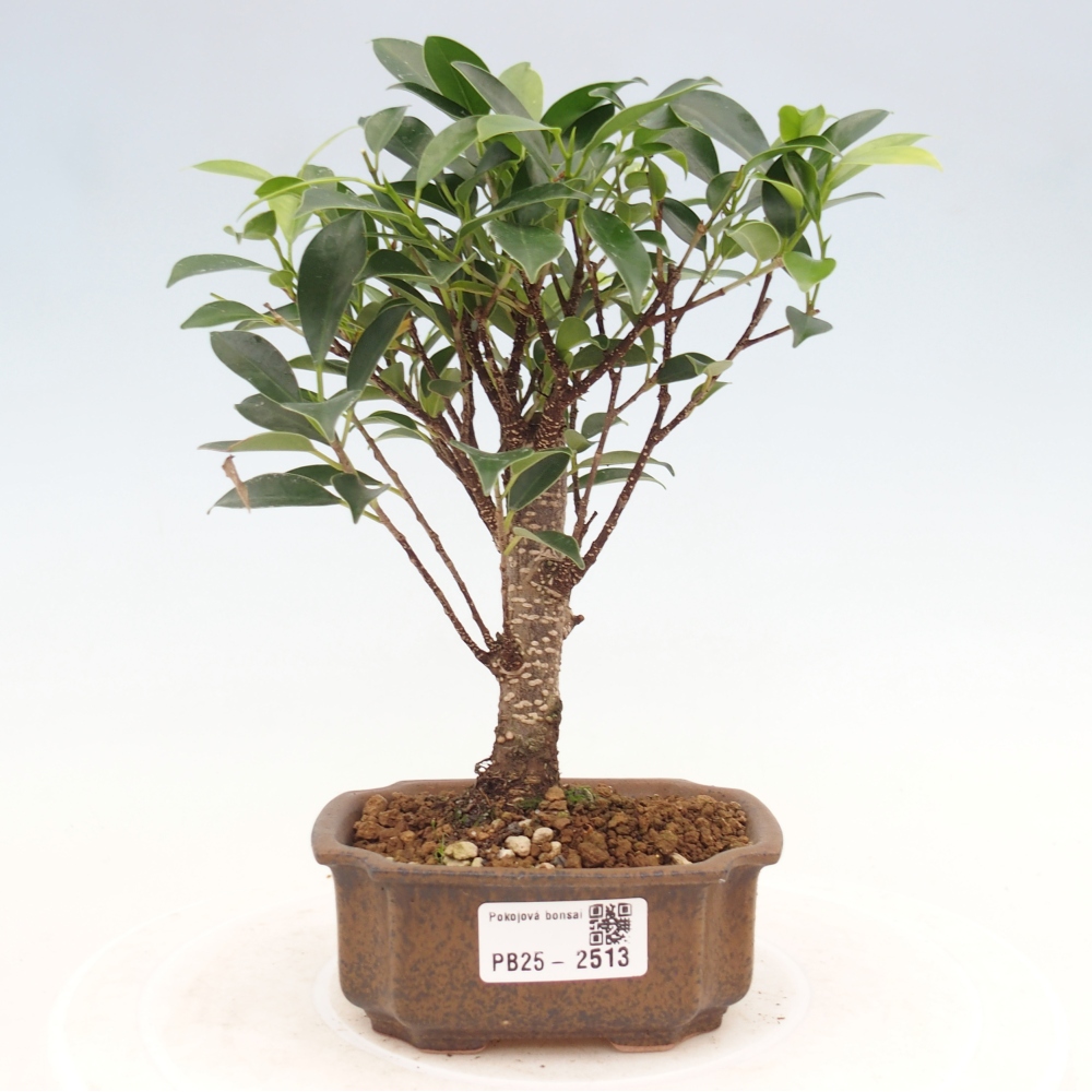 Indoor bonsai - Small-leaved ficus - Ficus kimmen