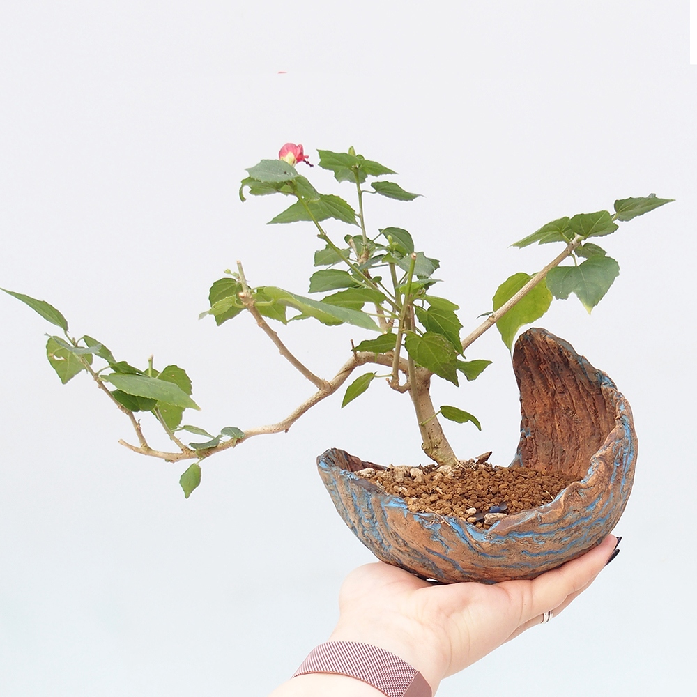 Indoor bonsai - Malvaviscus arboreus