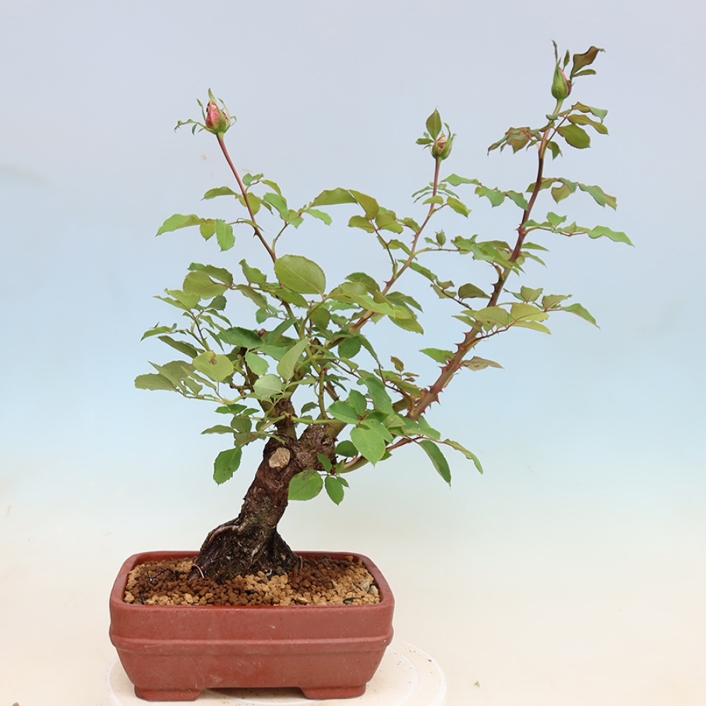 Outdoor Bonsai - Rosa Kordes - Rose