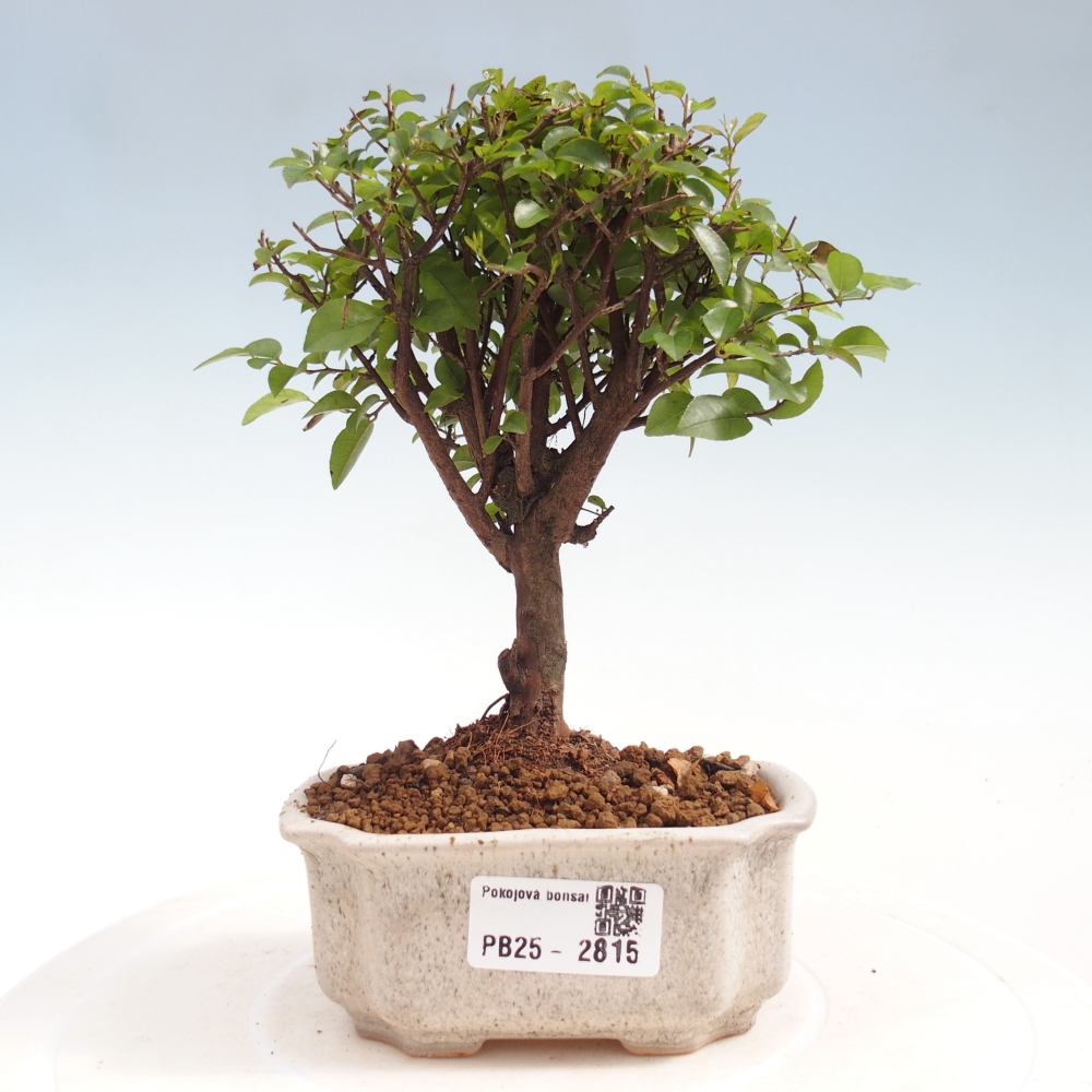 Indoor bonsai - Sagerécie thea - Sagerécie thea
