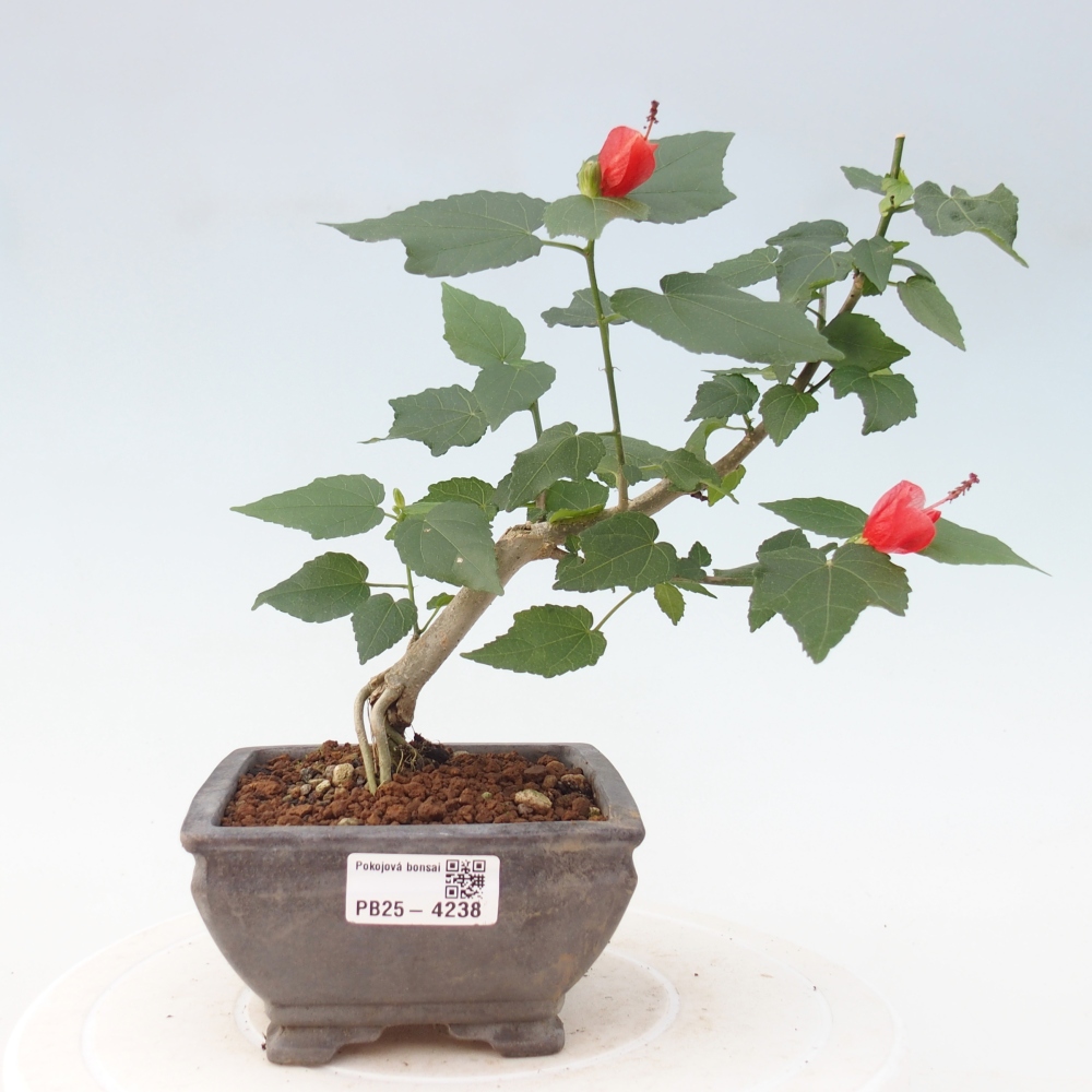Indoor bonsai - Malvaviscus arboreus