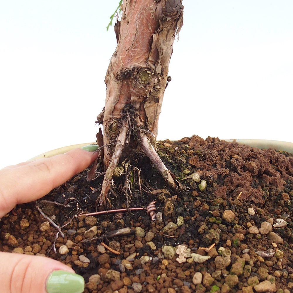 Outdoor bonsai - Juniperus chinensis Kishu - Chinese juniper