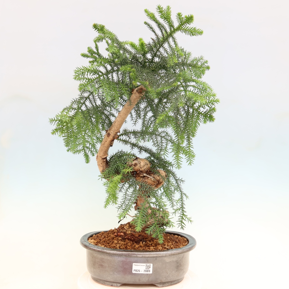 Indoor Bonsai - Araucaria - Indoor Spruce