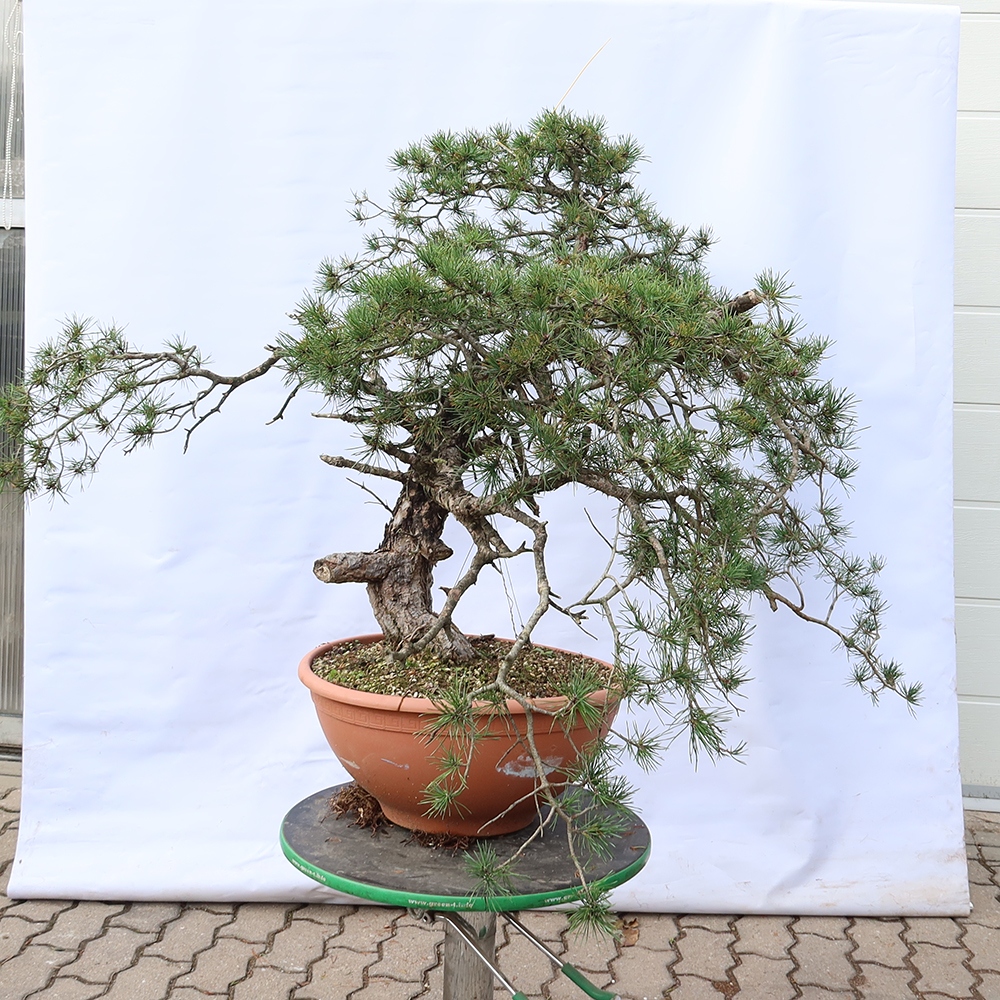 Pinus sylvestris Spain - Scots pine