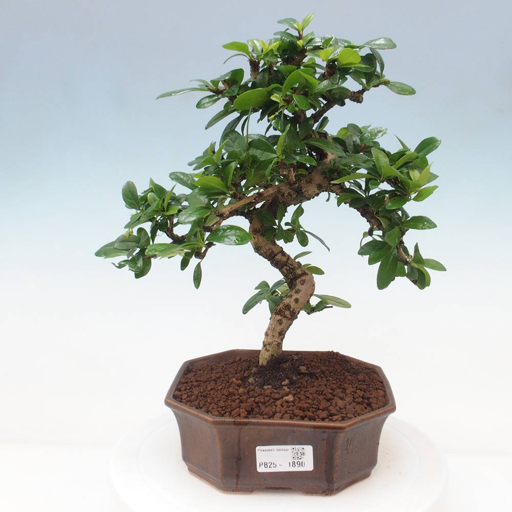 Room bonsai - Carmona macrophylla - Tea fuki