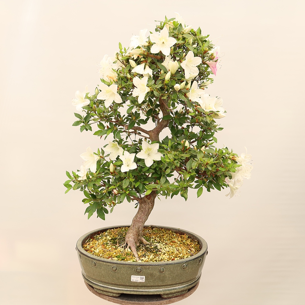 Outdoor bonsai - Japanese Azalea - Azalea Hand