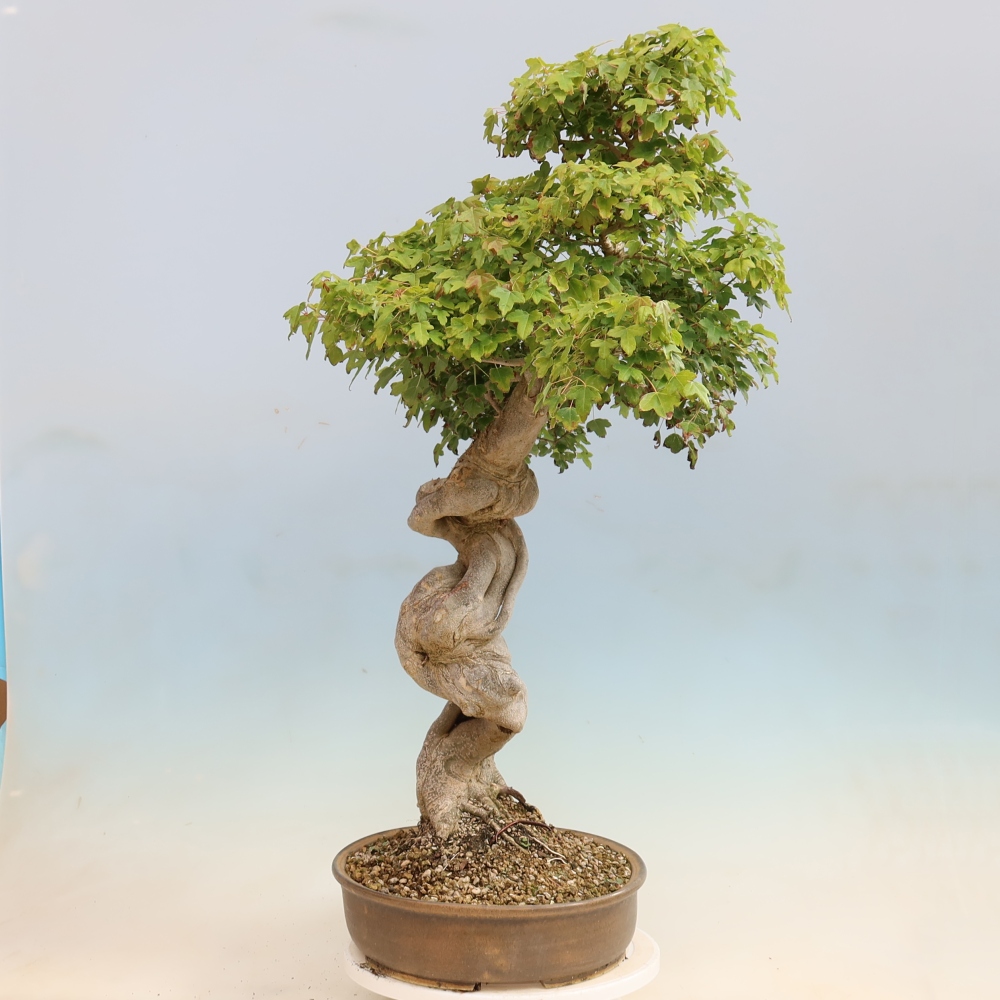 Outdoor bonsai - Acer Buergerianum - Burger Maple
