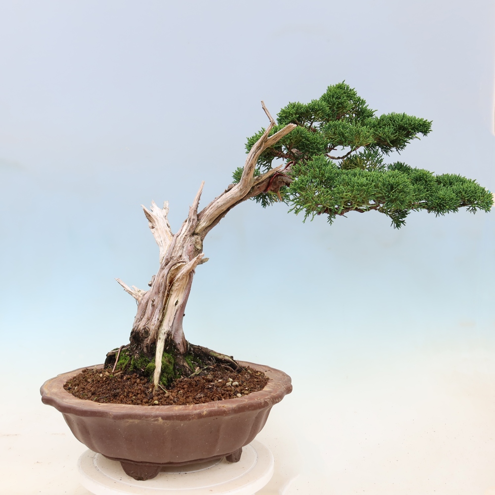 Outdoor bonsai - Juniperus chinensis Kishu