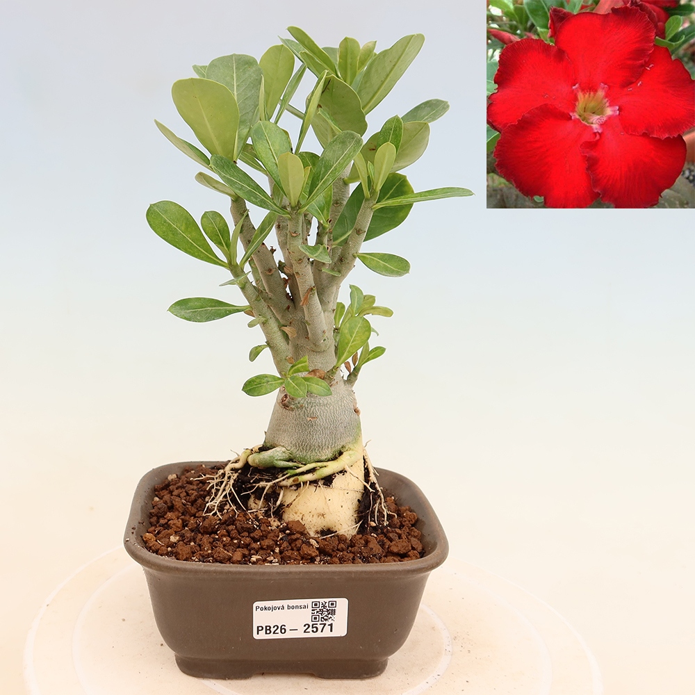 Indoor Bonsai - Adenium obesum Red Star - Desert Rose