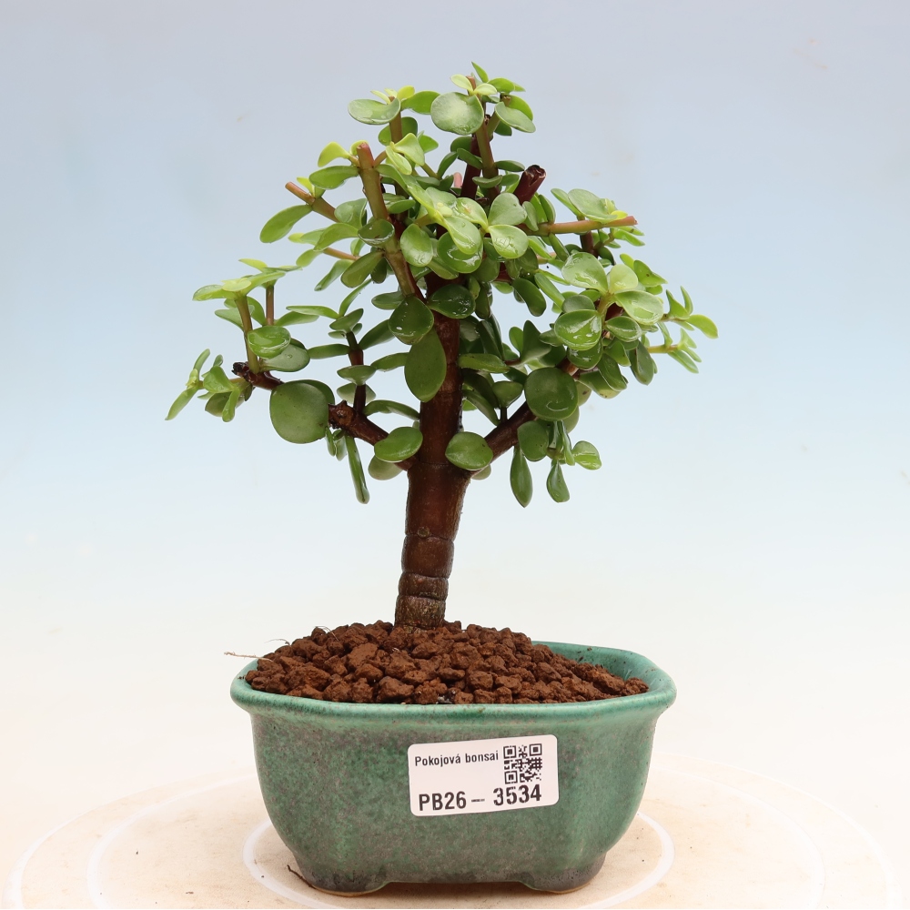 Room bonsai - Portulakaria Afra - Tlustice
