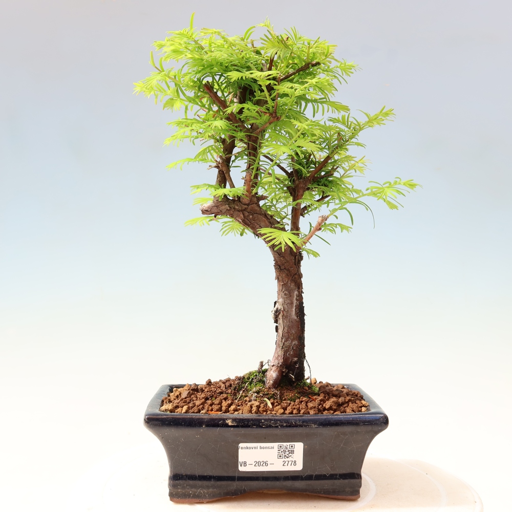 Outdoor bonsai - Metasequoia glyptostroboides - Chinese Metasequoia
