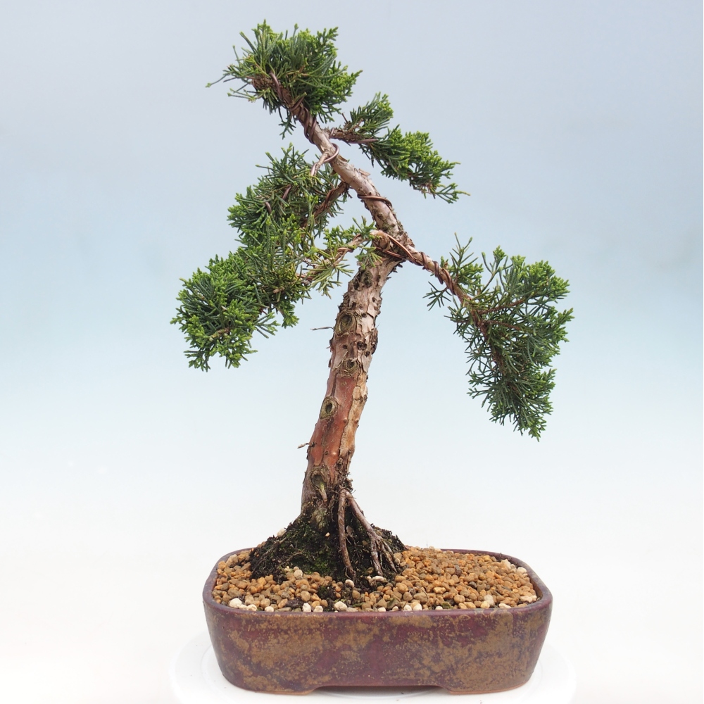 Outdoor bonsai - Juniperus chinensis Kishu