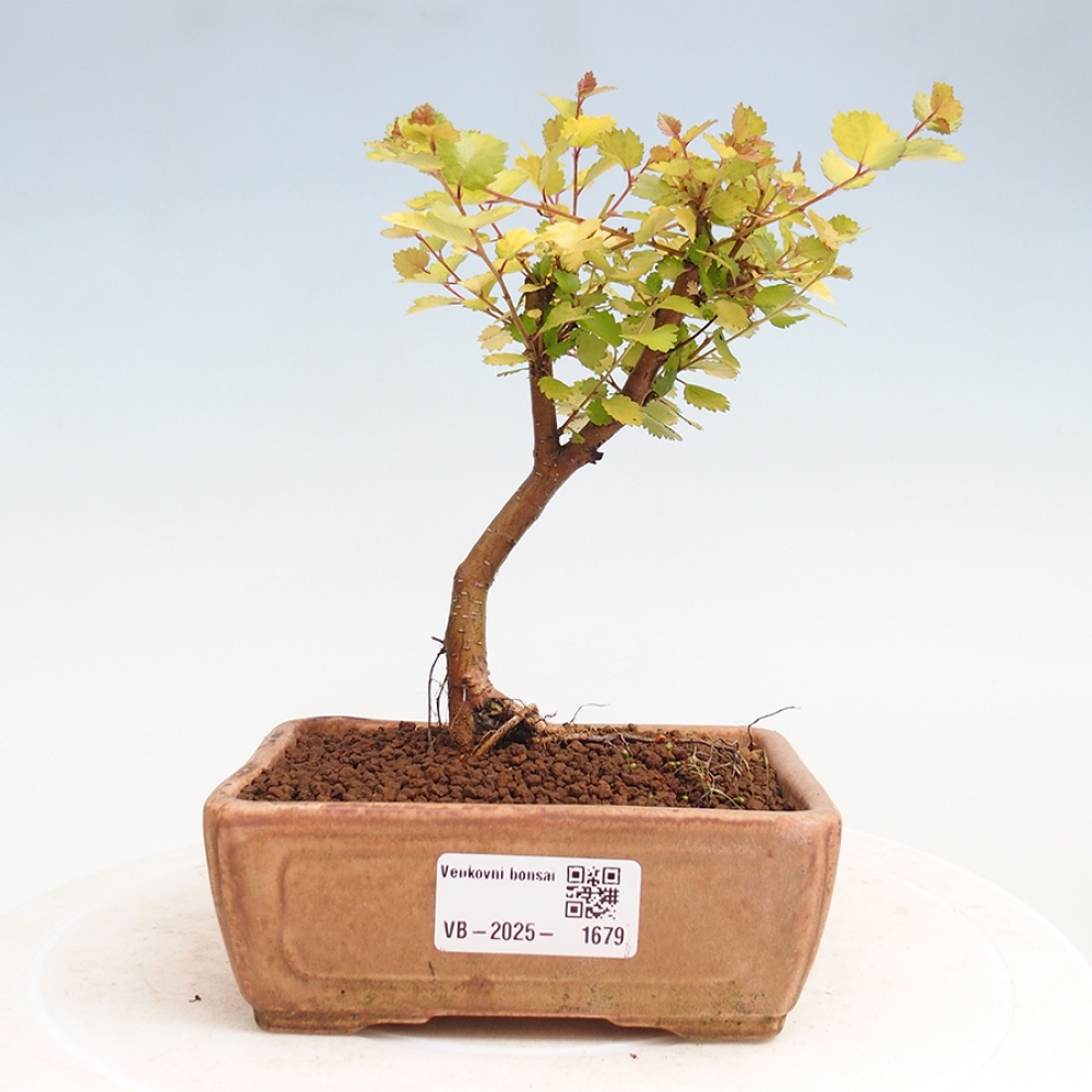 Outdoor bonsai - dwarf birch - Betula NANA Treasure