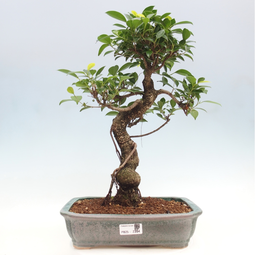 Indoor bonsai - Ficus kimmen - small-leaved ficus