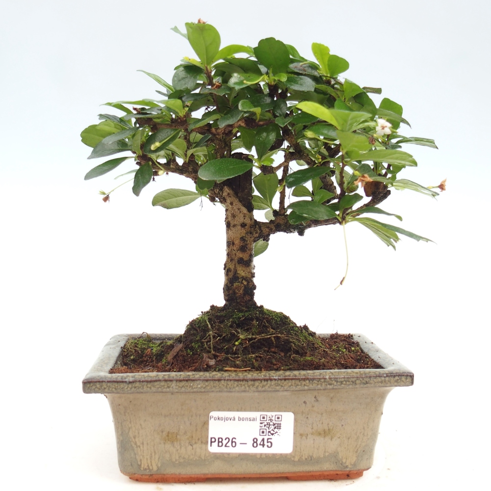 Room bonsai - Carmona macrophylla - Tea fuki