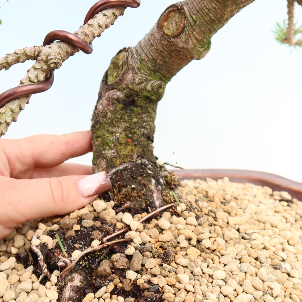 Outdoor Bonsai - Pinus mugo Humpy  - Mountain Pine