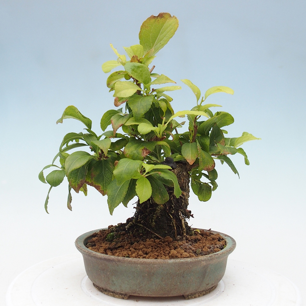 Outdoor bonsai - Celastrus Jesenec