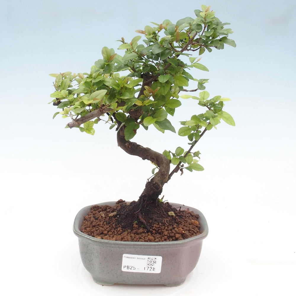 Indoor bonsai - Sagerécie thea - Sagerécie thea