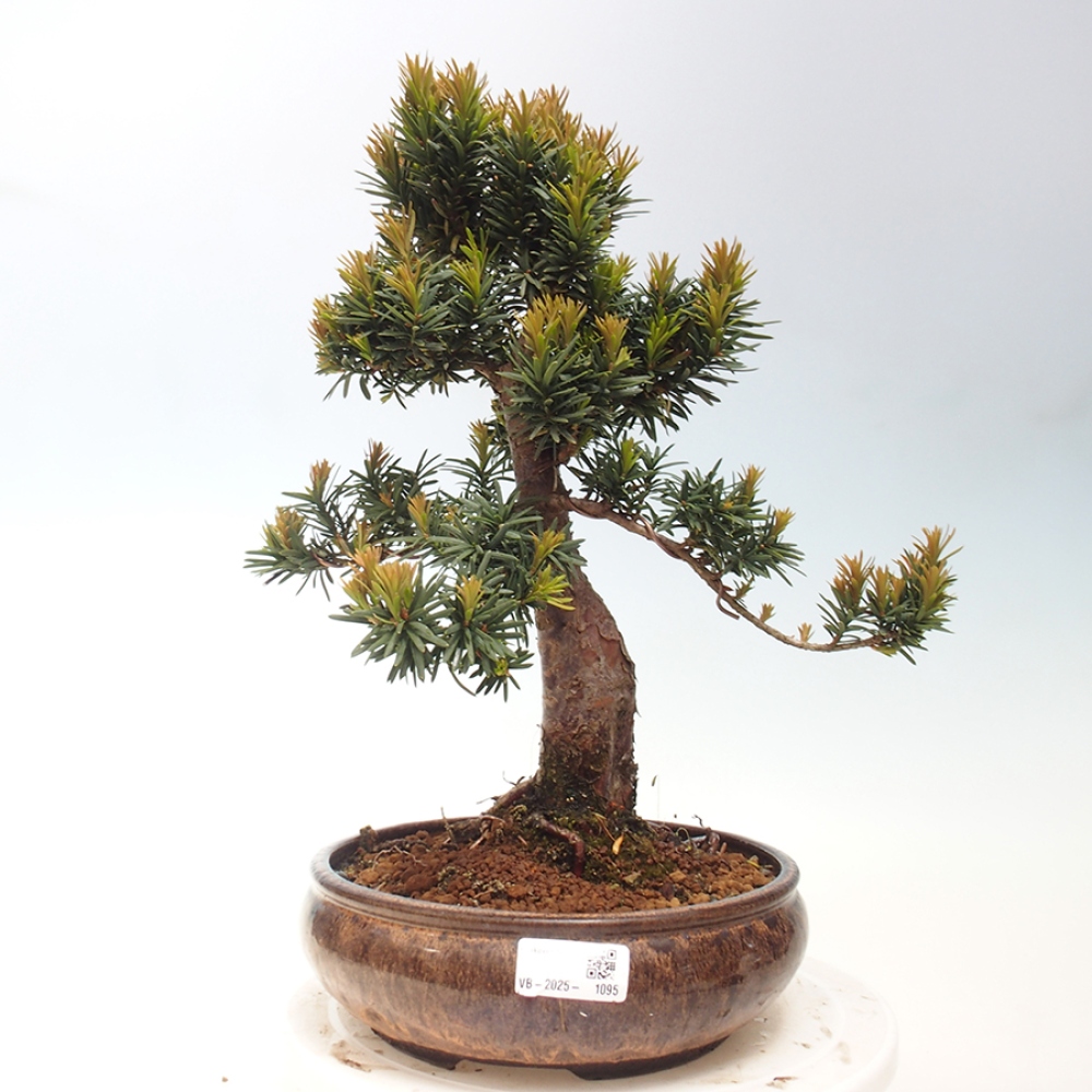 Outdoor bonsai - Taxus cuspidata - Japanese yew