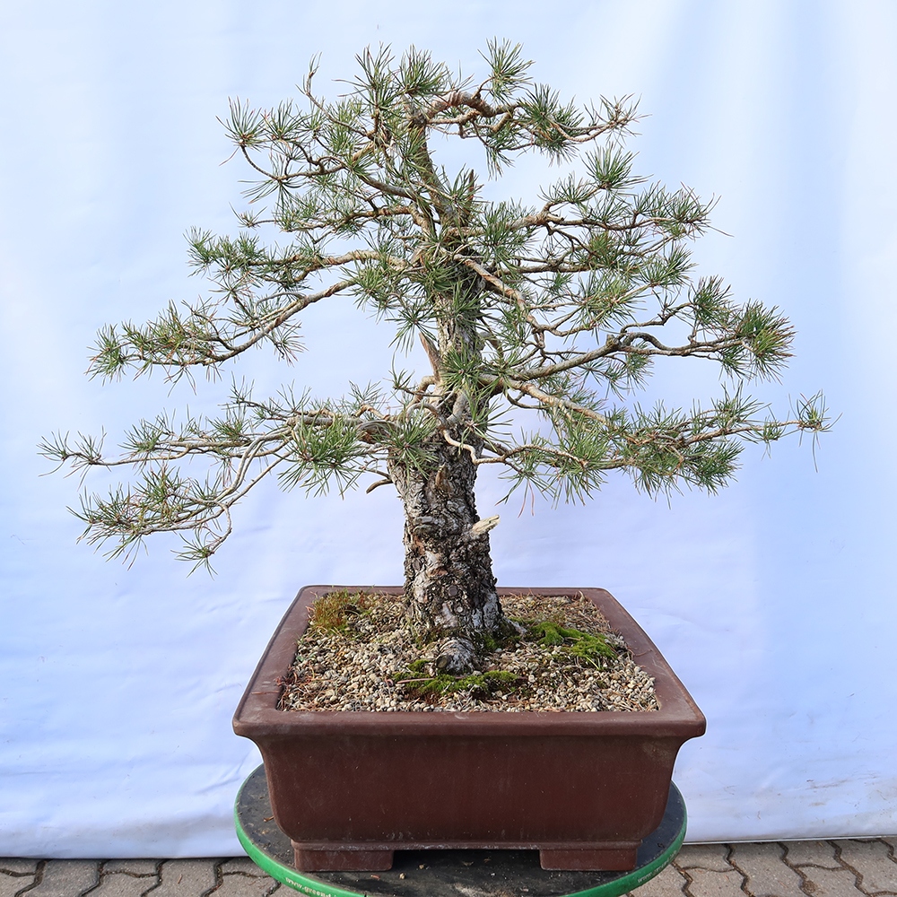 Pinus sylvestris Spain - Scots pine