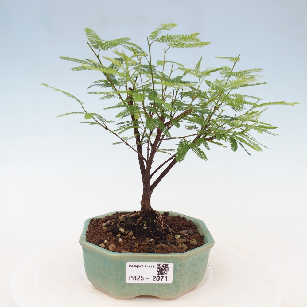 Room bonsai-Calliandra surinamensis Dixie Pink -Kaliandra of Suria