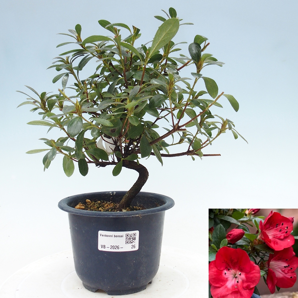 Outdoor bonsai - Japanese Azalea - Azalea Benibeni