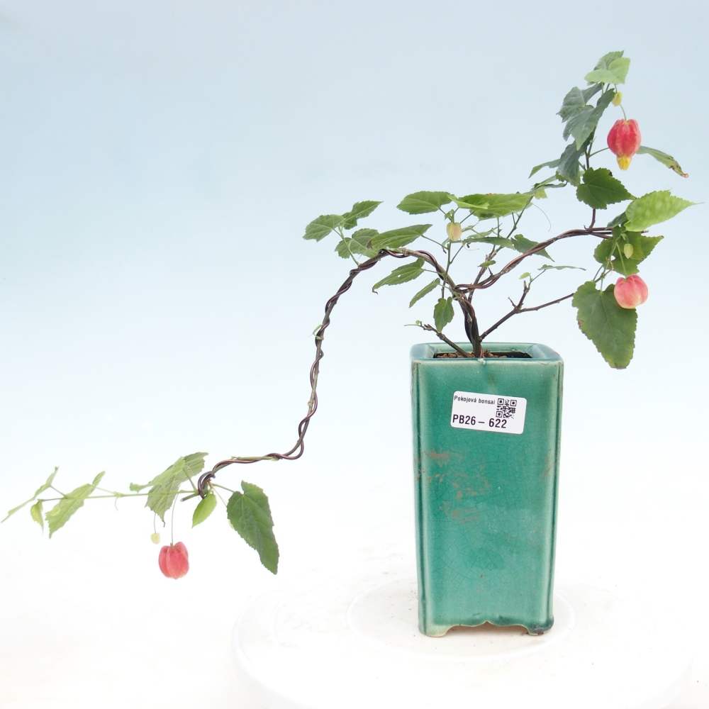 Indoor bonsai - Abutilon Big Bell - Cloudberry