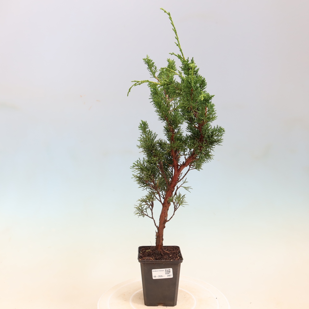 Outdoor bonsai - Juniperus chinensis Kishu