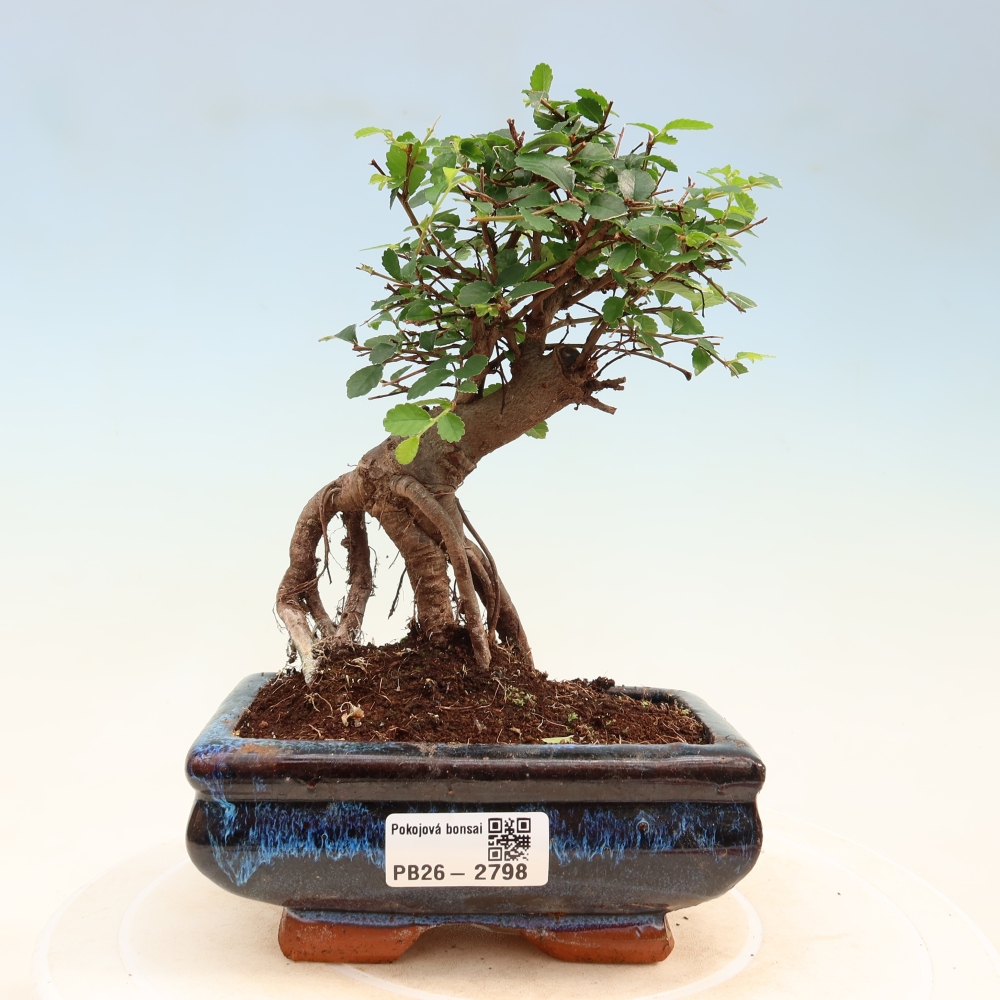 Room bonsai - Ulmus parvifolia - Small-leaved elm