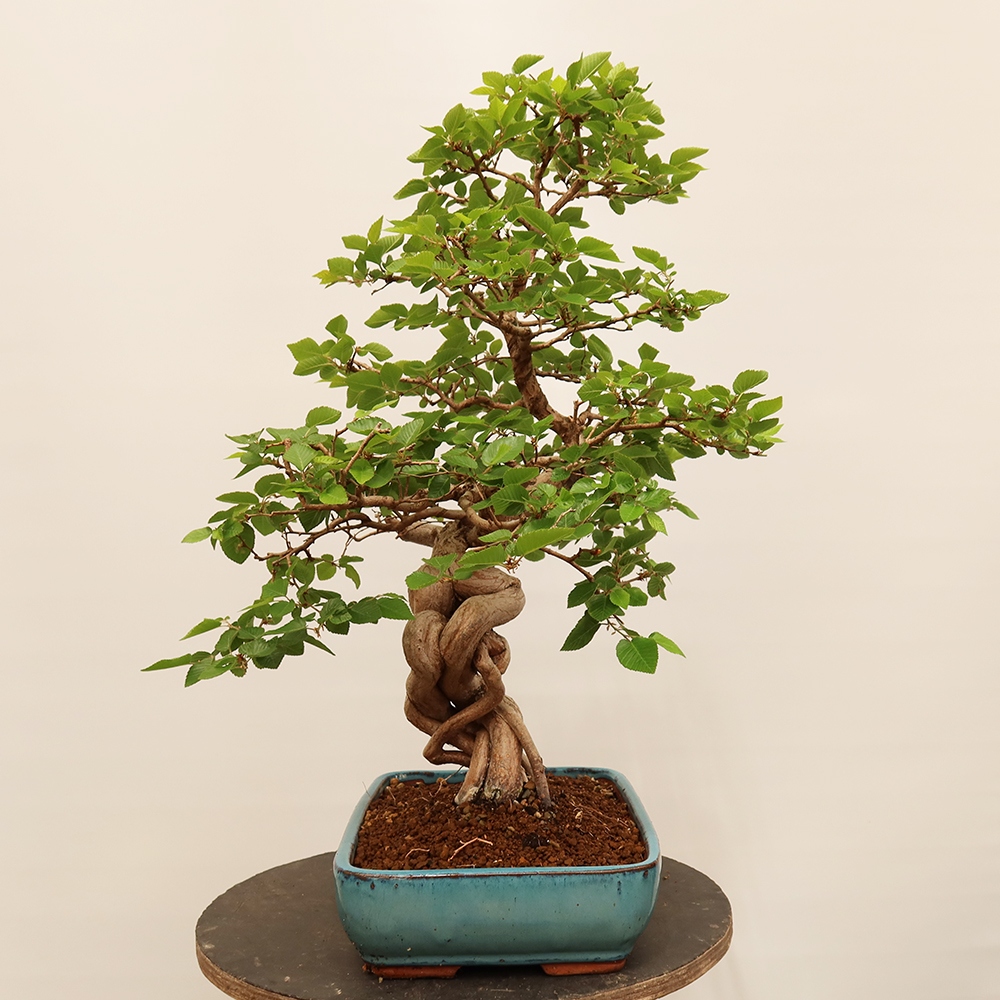 Outdoor bonsai - Carpinus Coreana - Korean hornbeam