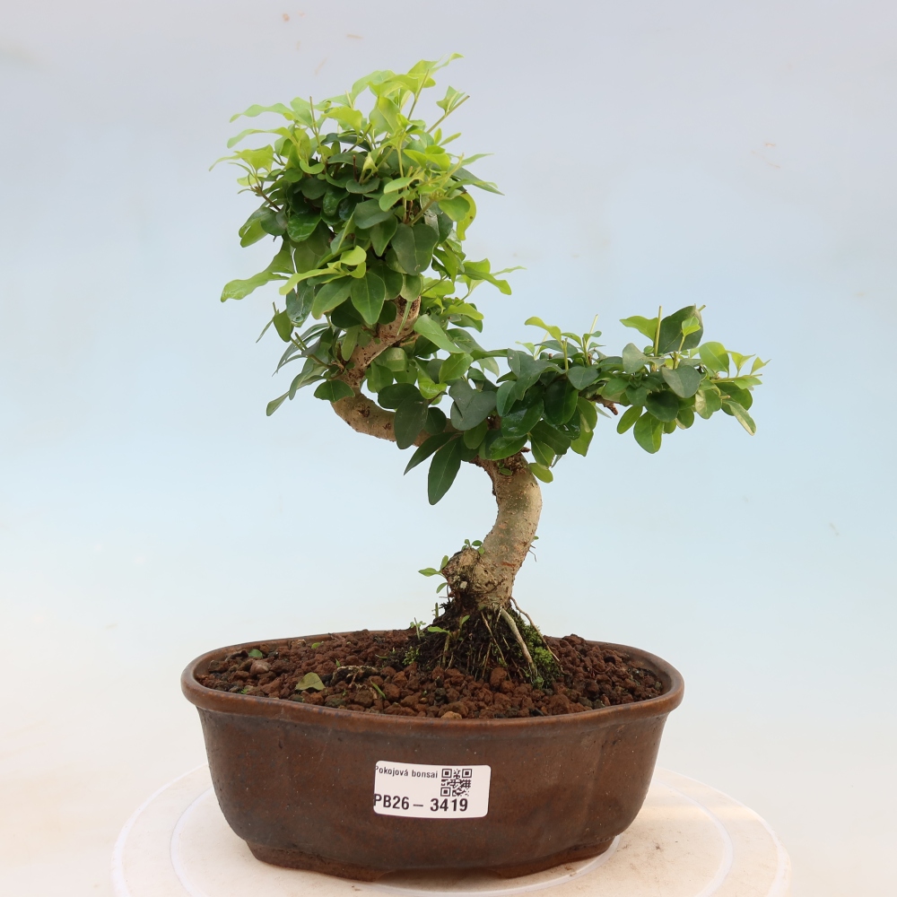 Room bonsai -Ligustrum chinensis - Birds Beak