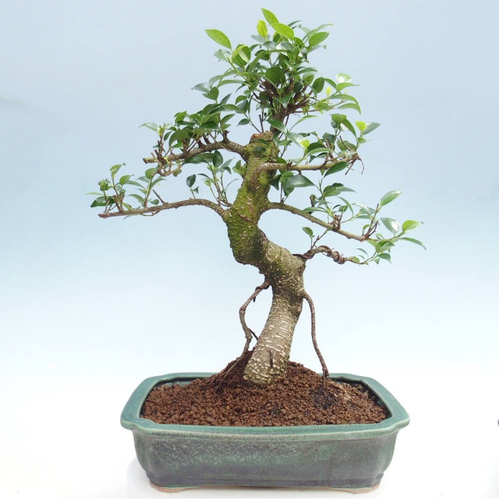 Room bonsai - Ficus kimmen - small-leaved ficus