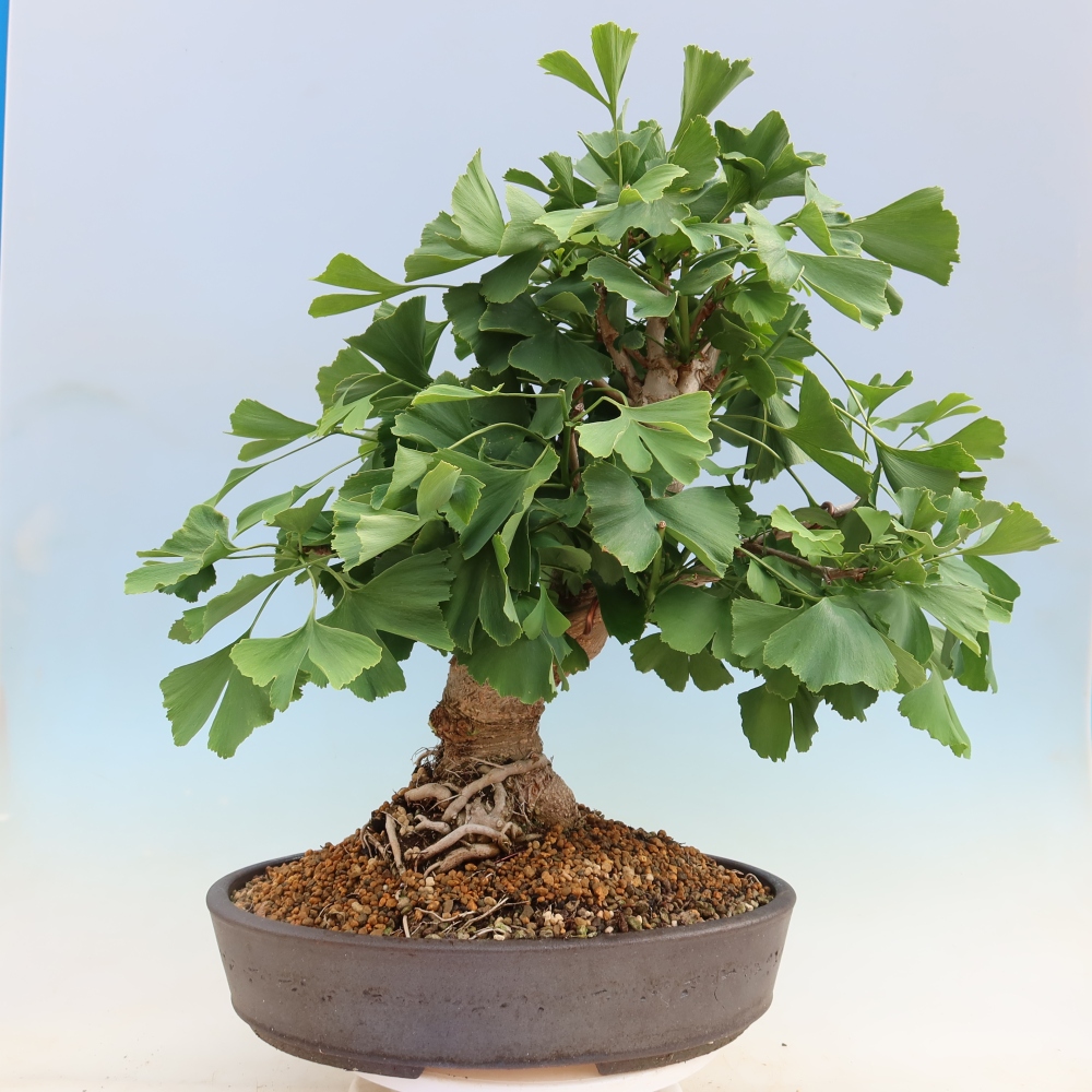 Outdoor bonsai - Ginkgo biloba - Ginkgo biloba