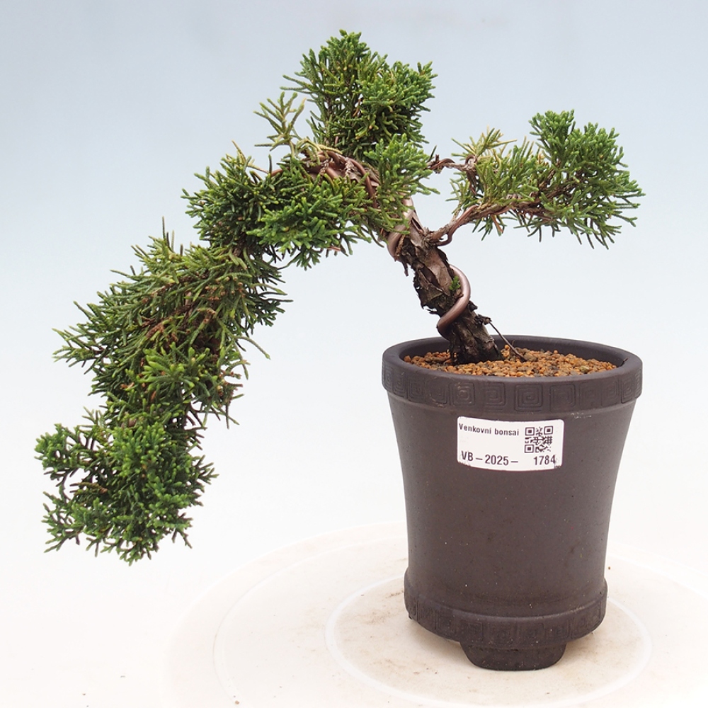 Outdoor bonsai - Juniperus chinensis Kishu - Chinese Juniper