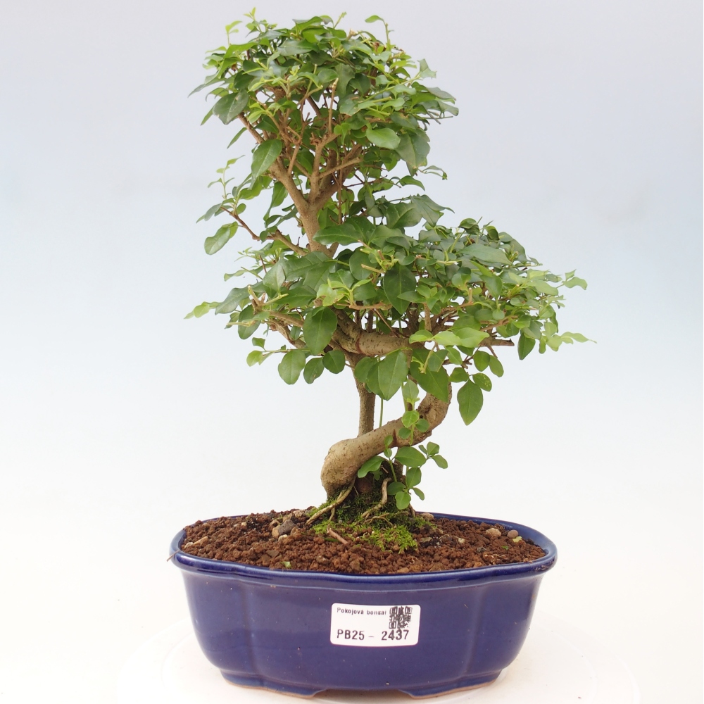 Indoor bonsai -Ligustrum chinensis - Bird's beak