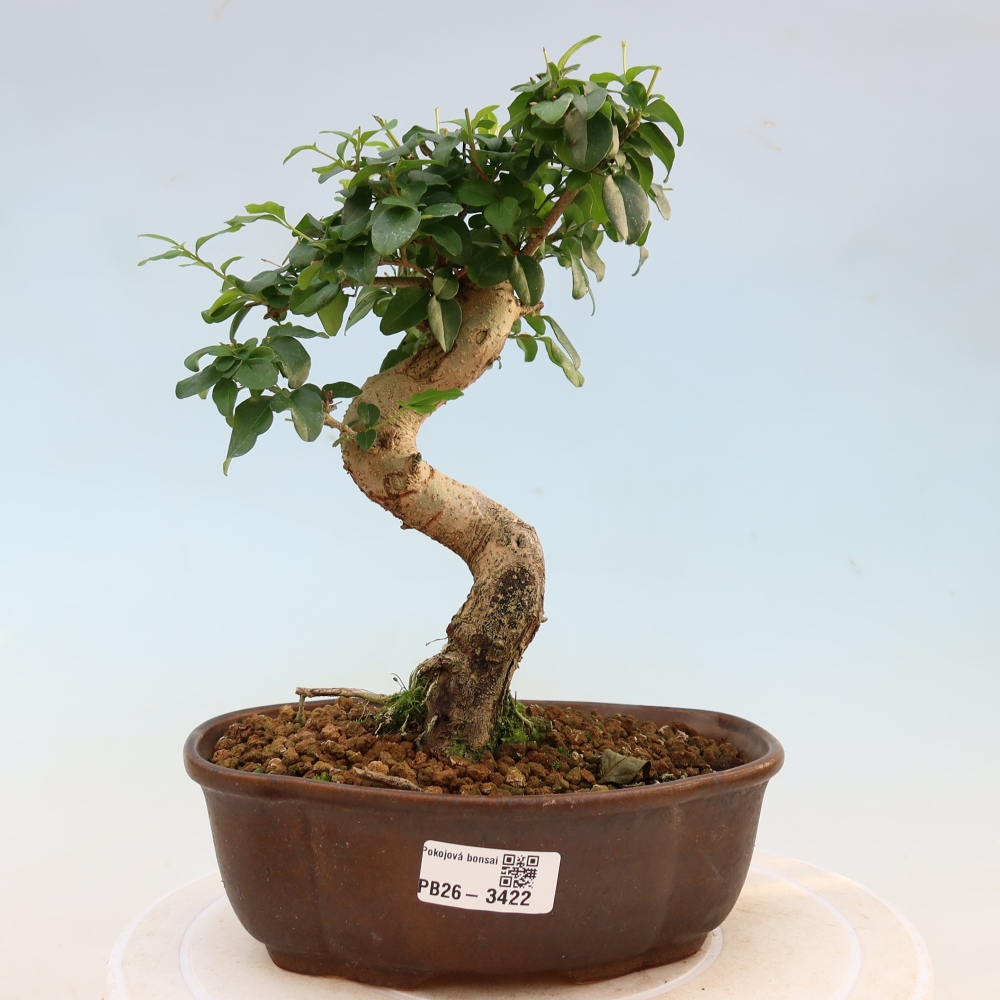 Room bonsai -Ligustrum chinensis - Birds Beak