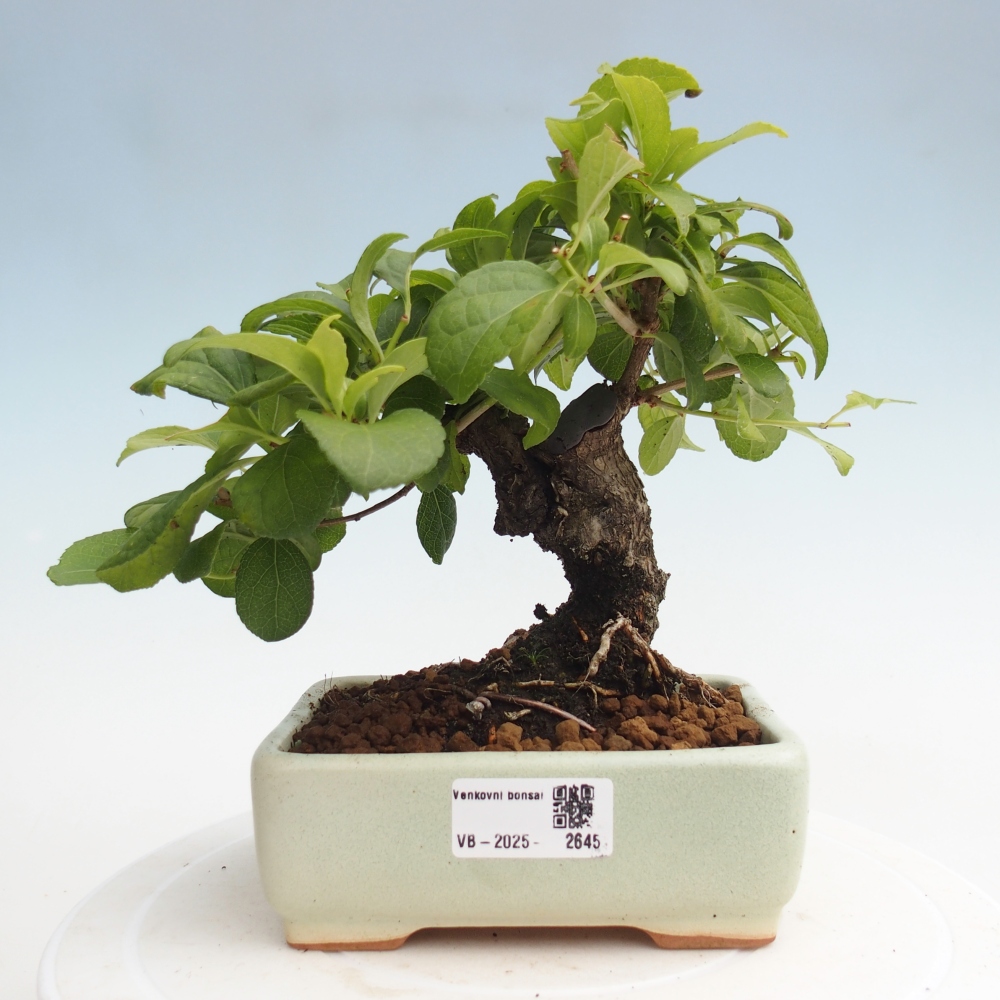 Outdoor bonsai - Celastrus Jesenec