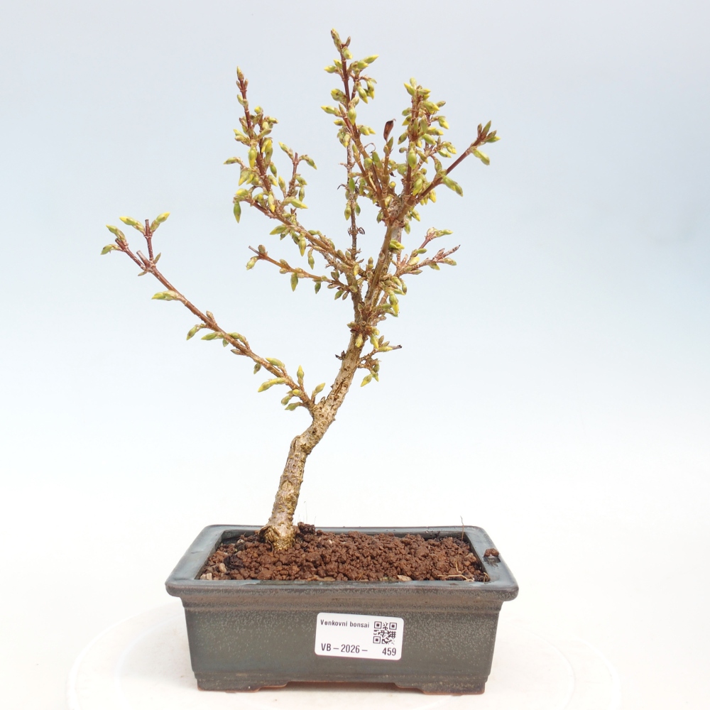 Outdoor bonsai - Zlatice - Forsythia intermedia