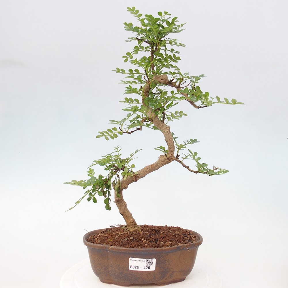 Room bonsai - Zantoxylum piperitum - pepper tree