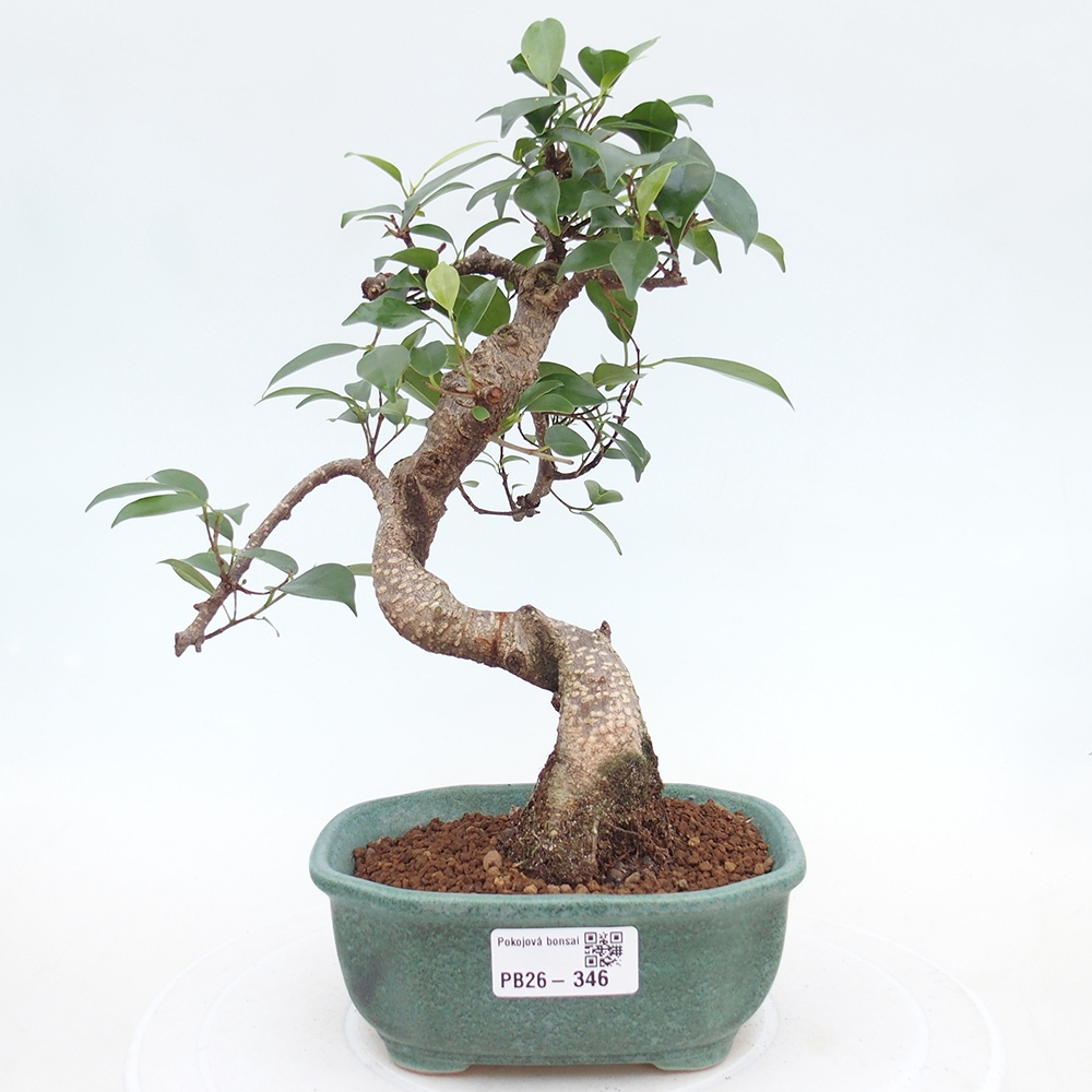 Room bonsai - Ficus retusa - small-leaved ficus