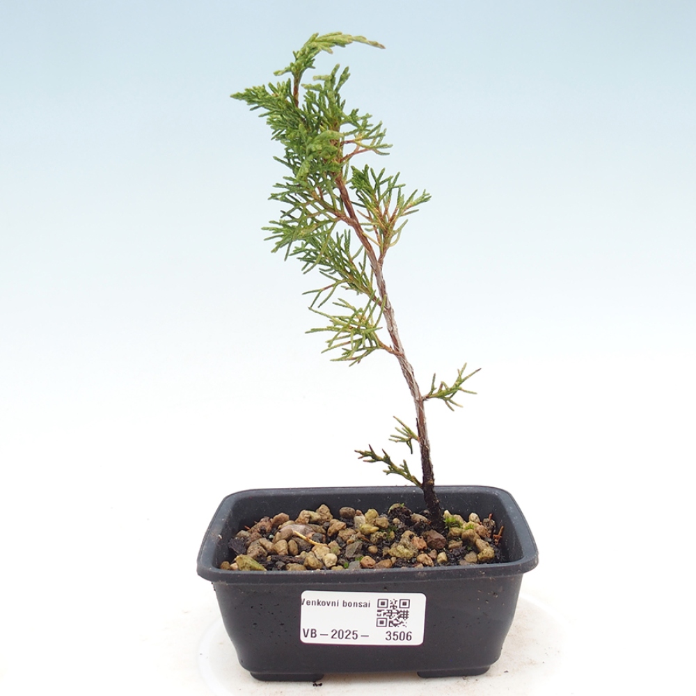 Outdoor bonsai - Juniperus chinensis Itoigawa