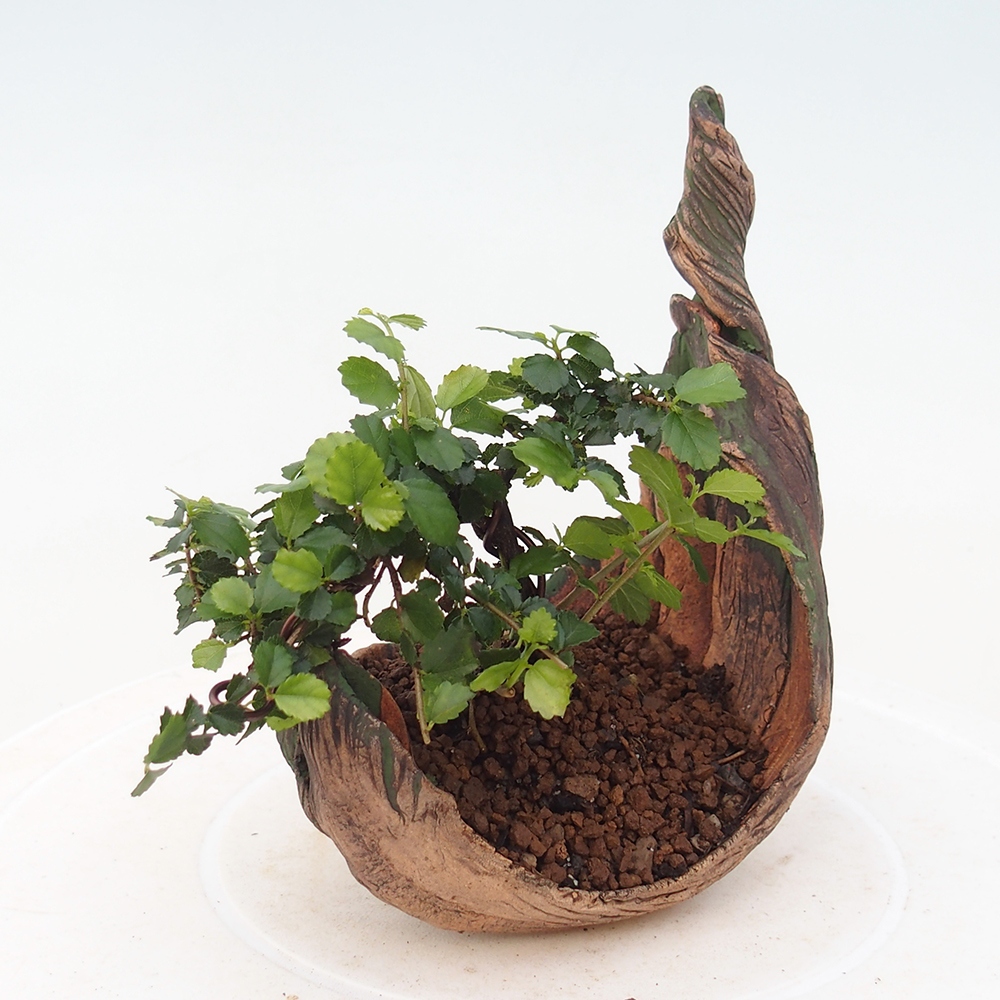 Room bonsai - Grewia sp. - Grewia malafolia