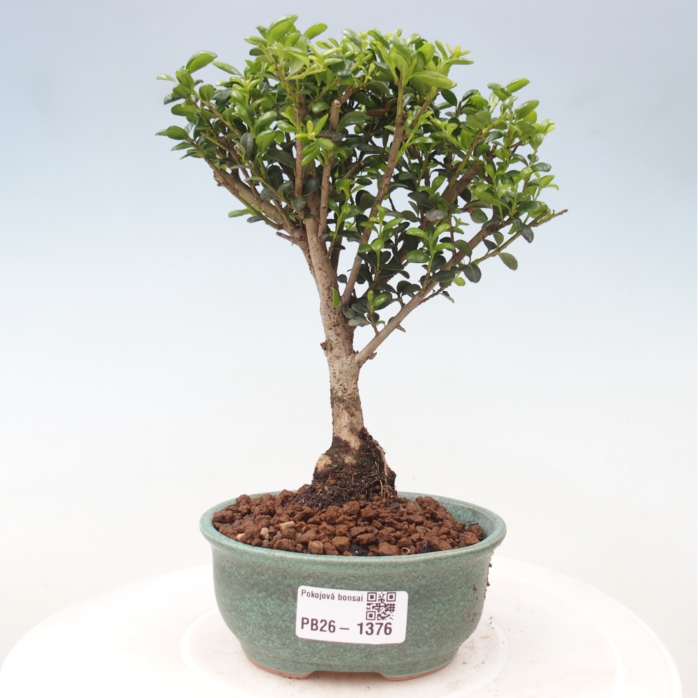 Room bonsai - Ilex crenata - Holly