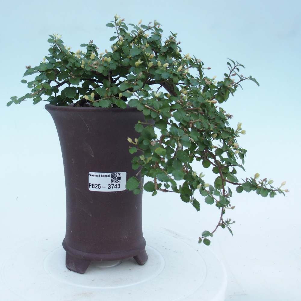 Room bonsai - Grewia sp. - Grewia malafolia