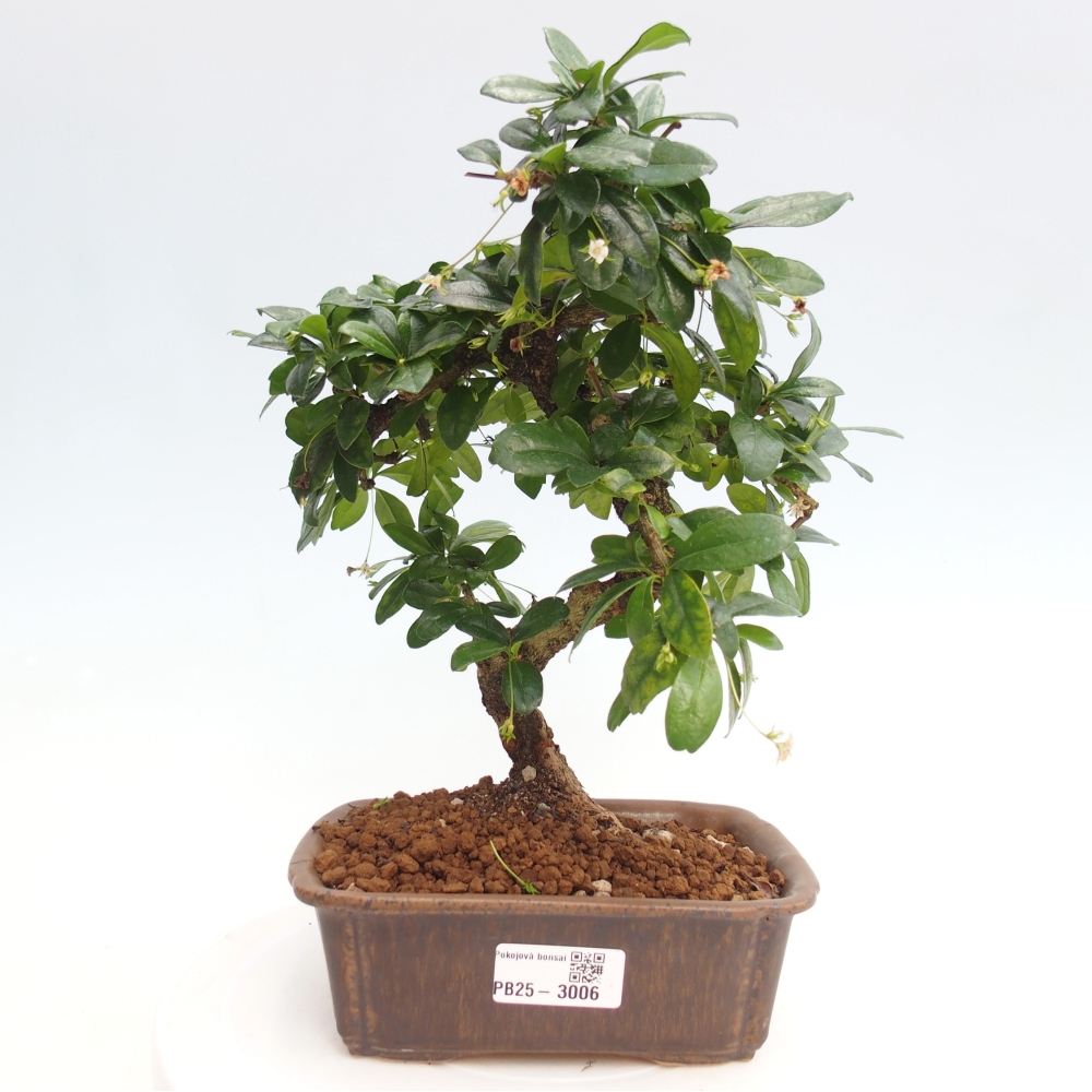 Indoor bonsai - Carmona macrophylla - Fuki tea
