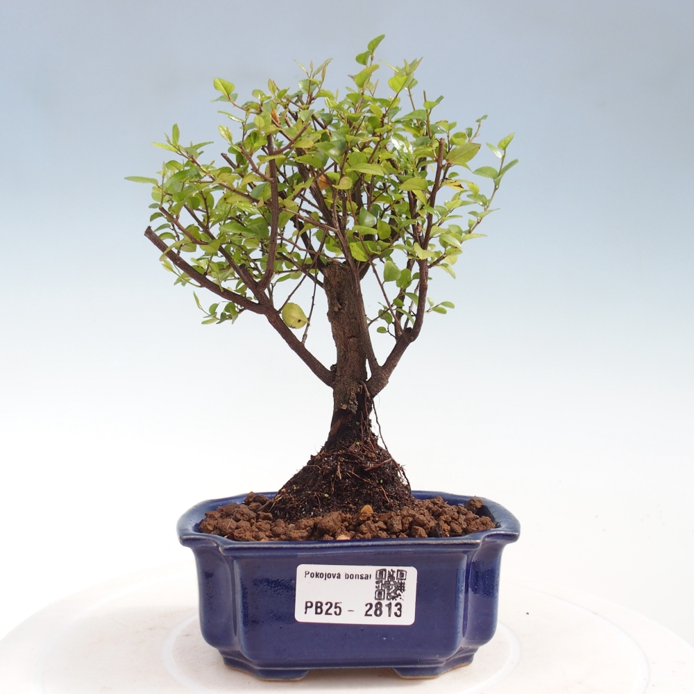 Indoor bonsai - Sagerécie thea - Sagerécie thea